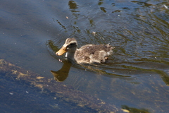 Anas platyrhynchos domesticus