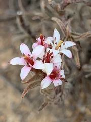 Crassula pruinosa