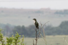 Chrysococcyx caprius