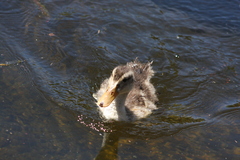Anas platyrhynchos domesticus