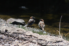 Passer domesticus