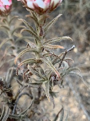 Crassula pruinosa