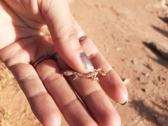 Tropiocolotes algericus