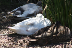 Anas superciliosa × platyrhynchos