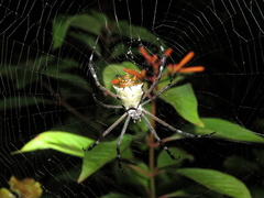 Argiope submaronica