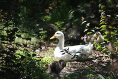 Anas platyrhynchos domesticus