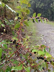 Gaultheria leucocarpa