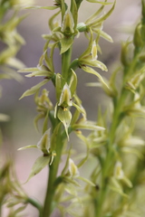 Prasophyllum pyriforme