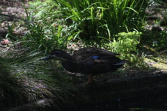 Anas superciliosa × platyrhynchos