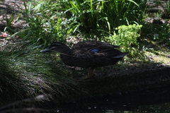 Anas superciliosa × platyrhynchos