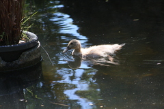 Anas platyrhynchos domesticus