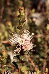 Kunzea pomifera