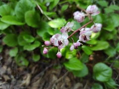 Pyrola asarifolia incarnata