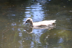 Anas platyrhynchos domesticus