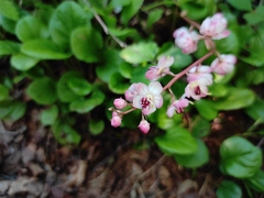 Pyrola asarifolia incarnata