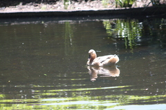 Anas platyrhynchos domesticus