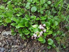Pyrola asarifolia incarnata