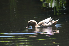 Anas platyrhynchos domesticus