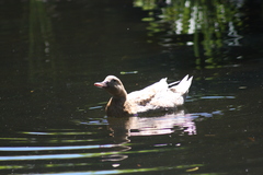 Anas platyrhynchos domesticus