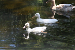 Anas platyrhynchos domesticus