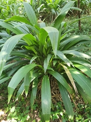 Setaria megaphylla