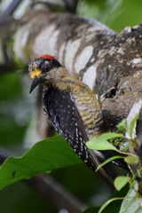 Melanerpes pucherani