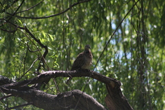 Streptopelia chinensis