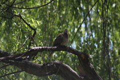 Streptopelia chinensis