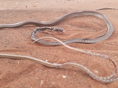 Psammophis schokari
