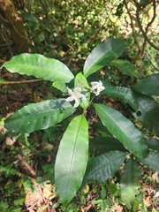 Tabernaemontana ventricosa