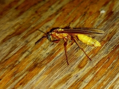 Apoica
