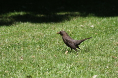 Turdus merula