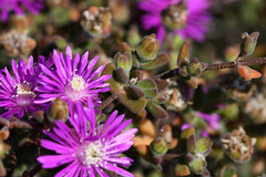 Drosanthemum dipageae