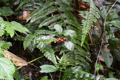 Ardisia japonica