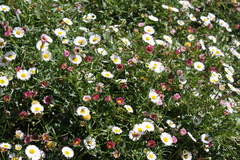 Erigeron karvinskianus