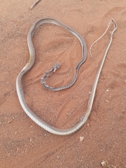 Psammophis schokari