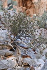 Purshia ericifolia