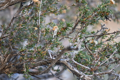 Purshia ericifolia