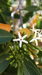 Vallesia laciniata