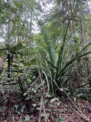 Pandanus houlletii