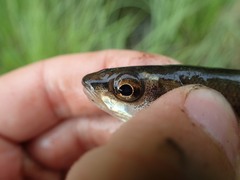 Couesius plumbeus