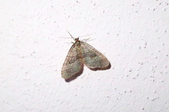 Geometridae