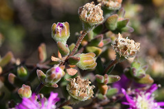 Drosanthemum dipageae