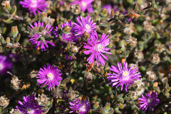 Drosanthemum dipageae