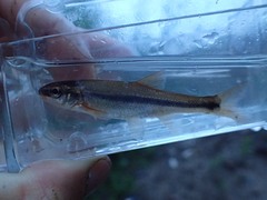 Couesius plumbeus
