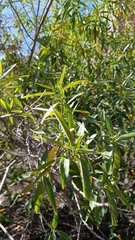 Vallesia laciniata