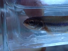 Couesius plumbeus