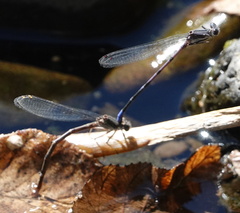 Argia emma