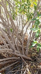 Vallesia laciniata