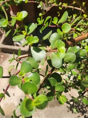Portulacaria afra